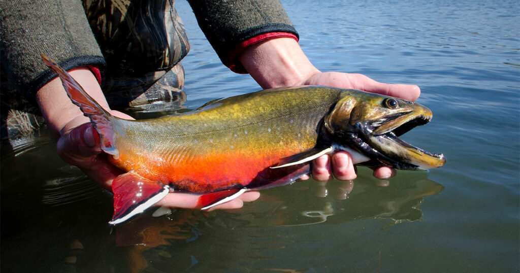 Voluntary Fishing Closure Lifted by WGFD