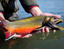 Voluntary Fishing Closure Lifted by WGFD