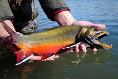 Voluntary Fishing Closure Lifted by WGFD
