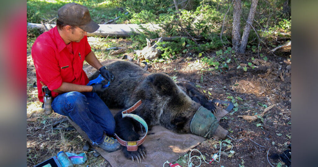 Grizzly Bear Captures for Monitoring Purposes to Begin in Northwest Wyoming