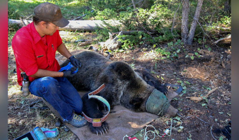 Grizzly Bear Captures for Monitoring Purposes to Begin in Northwest Wyoming