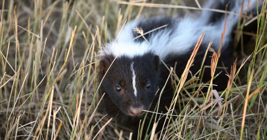 WDH Issues Rabies Warning after Three Sheridan Skunks Test Positive