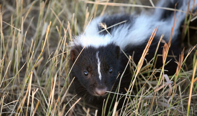 WDH Issues Rabies Warning after Three Sheridan Skunks Test Positive