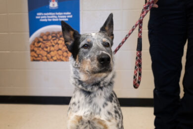 Adorable & Adoptable – Pets of the Week: Loki, Marsh, and Kittens