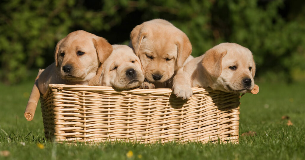 Sweetwater County Sheriff’s Office Warns Residents of Social Media Puppy Scam