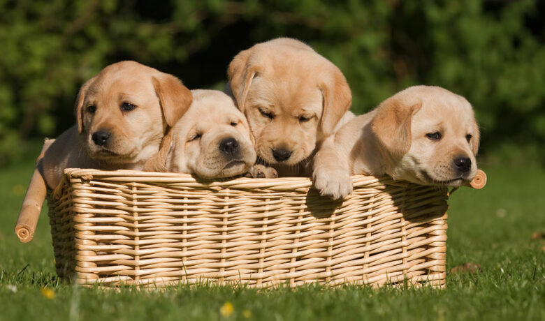 Sweetwater County Sheriff’s Office Warns Residents of Social Media Puppy Scam