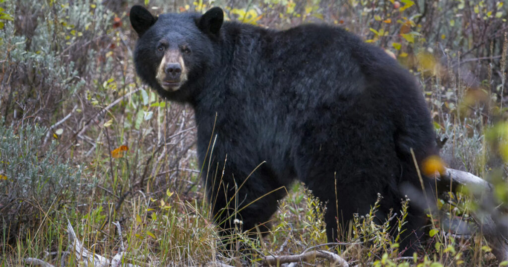 Game and Fish Euthanizes Problem Bear near Big Horn