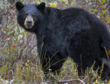 Game and Fish Euthanizes Problem Bear near Big Horn