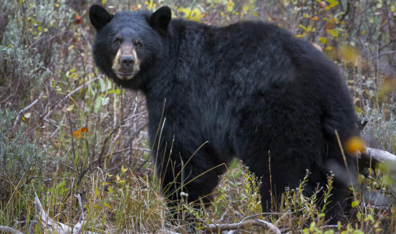 Game and Fish Euthanizes Problem Bear near Big Horn