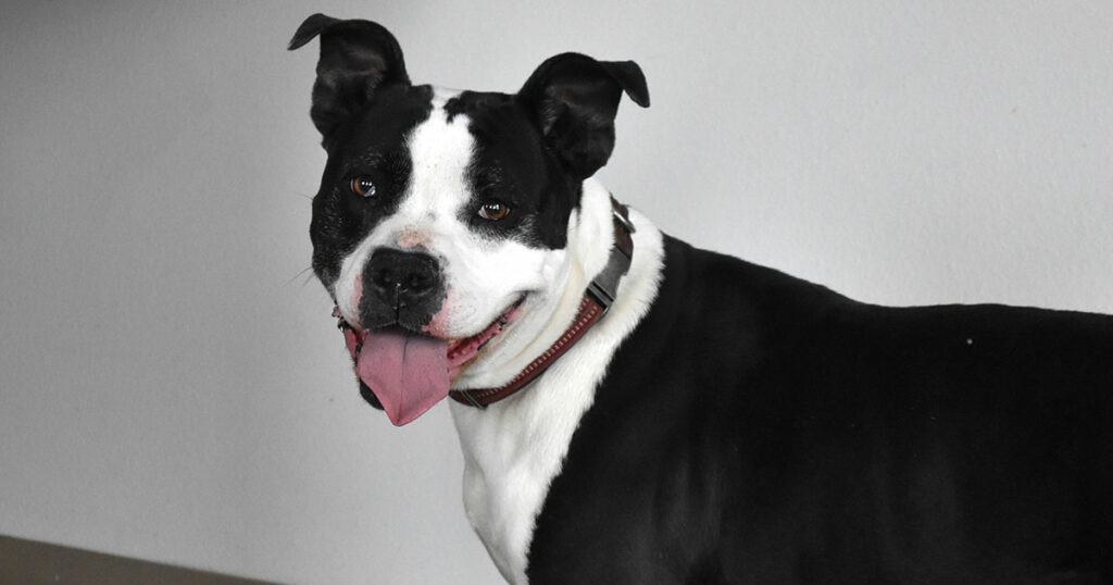 Adorable & Adoptable–Pets of the Week: Twix, Bento and Heath & Snickers