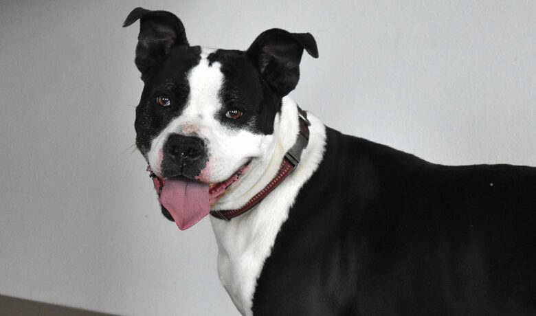 Adorable & Adoptable–Pets of the Week: Twix, Bento and Heath & Snickers