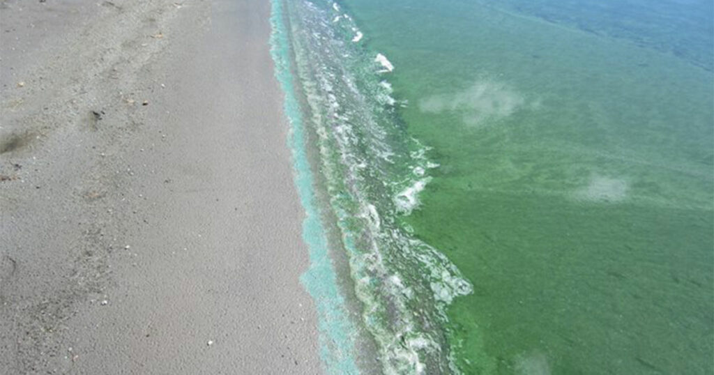 State Officials Ask Residents to Avoid  Cyanobacterial Blooms in Wyoming Waters