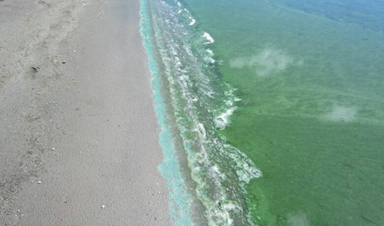 State Officials Ask Residents to Avoid  Cyanobacterial Blooms in Wyoming Waters