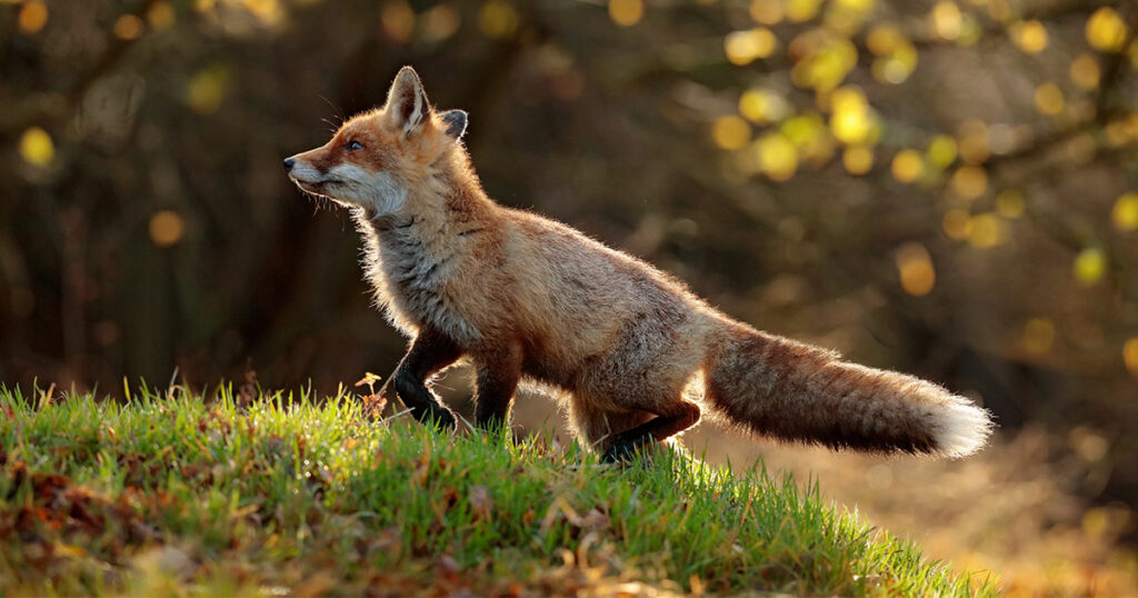 Reports of Foxes in Green River Increase