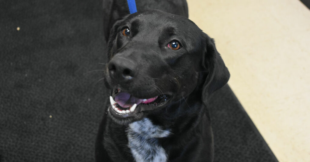 Adorable & Adoptable–Pets of the Week: Bobbo, Lilly and Kittens