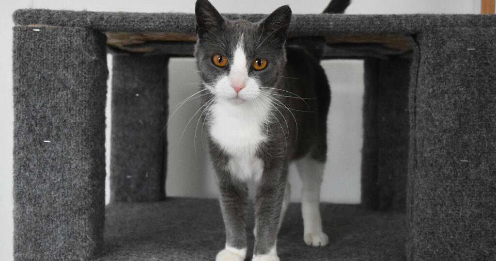 Adorable & Adoptable–Pets of the Week: Gerald, Misty & Mini Me
