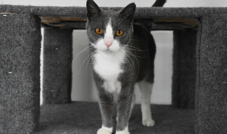 Adorable & Adoptable–Pets of the Week: Gerald, Misty & Mini Me