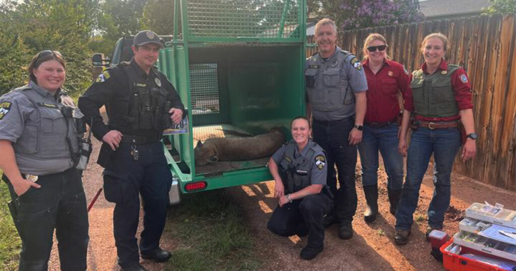 Mountain Lion Discovered in Laramie Resident’s Back Yard