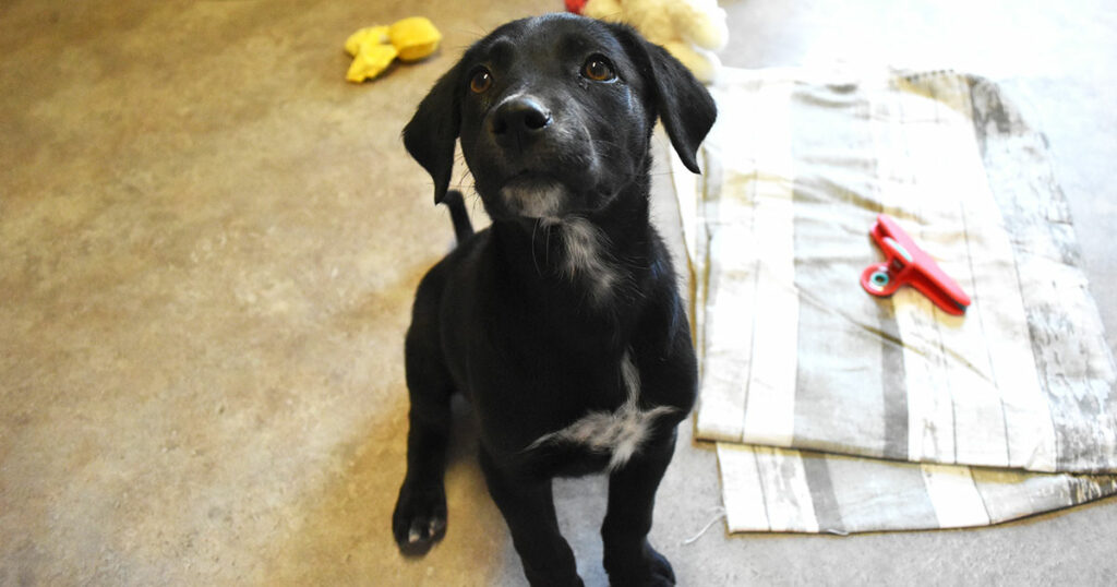 Adorable & Adoptable–Pets of the Week: Bumble Bee, Baby Bee & Hornet