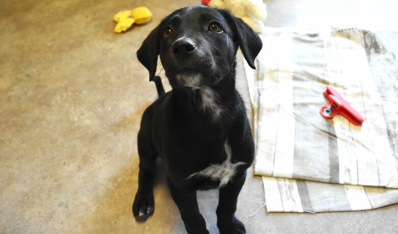 Adorable & Adoptable–Pets of the Week: Bumble Bee, Baby Bee & Hornet