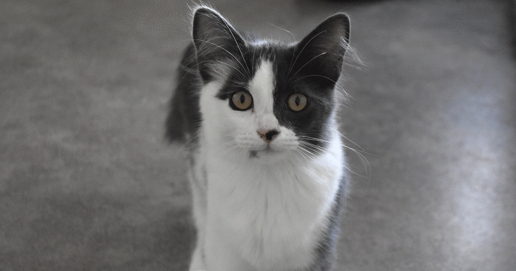 Adorable & Adoptable–Pets of the Week: Grizz, Cappuccino & Jasmine