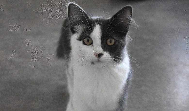 Adorable & Adoptable–Pets of the Week: Grizz, Cappuccino & Jasmine