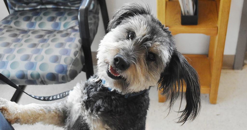 Adorable & Adoptable–Pets of the Week: Rosco, Cooper & Albert