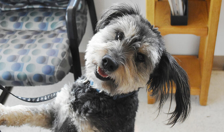 Adorable & Adoptable–Pets of the Week: Rosco, Cooper & Albert