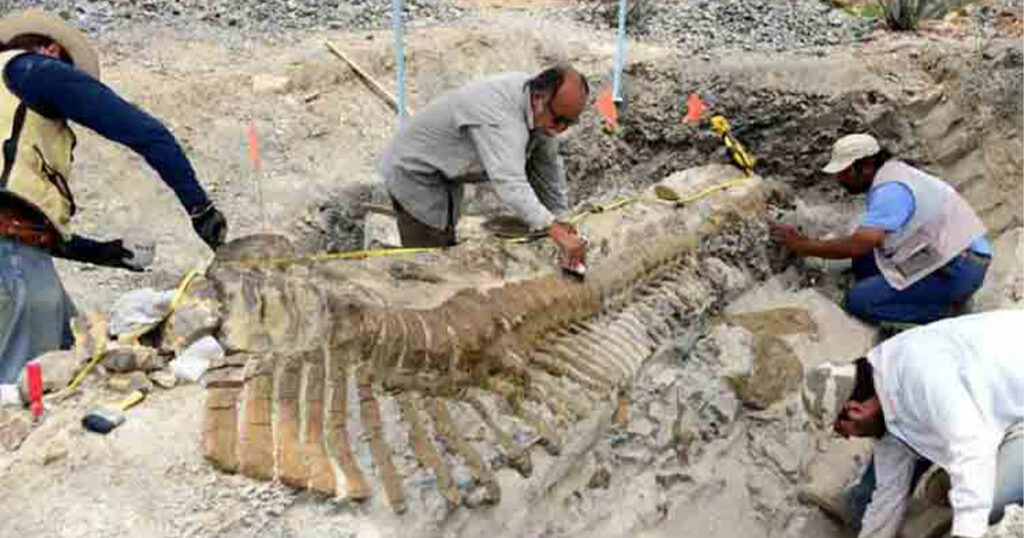 Sweetwater County Museum to Host Fabulous Fossils Event￼
