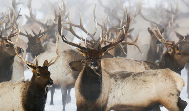 Game and Fish Releases Draft Elk Feedgrounds Plan for Public Review