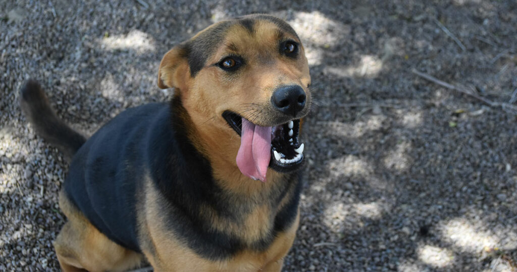Adorable & Adoptable–Pets of the Week: Nova & Kittens