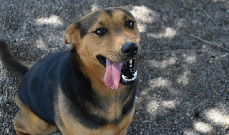 Adorable & Adoptable–Pets of the Week: Nova & Kittens
