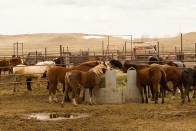 BLM to Host Wild Horse Adoption During Cheyenne Frontier Days 