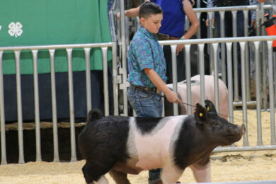 Over $492K Raised at Wyoming’s Big Show 4-H/FFA Livestock Auction