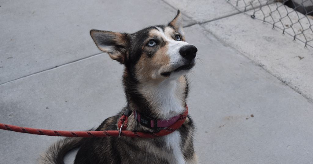 Adorable & Adoptable–Pets of the Week: Frankie, Meadow & Honey