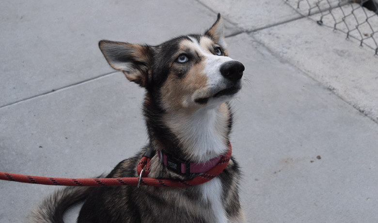 Adorable & Adoptable–Pets of the Week: Frankie, Meadow & Honey