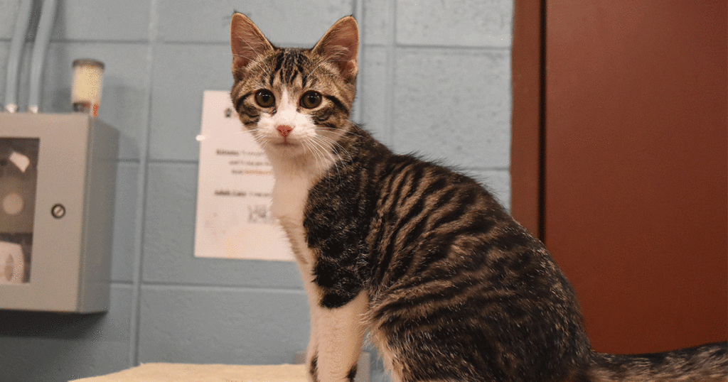 Adorable & Adoptable–Pets of the Week: Kenny, Curly & Stallone