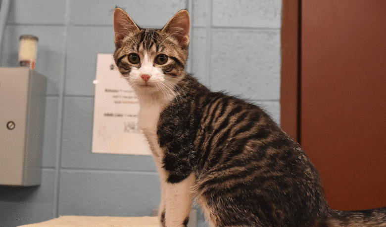 Adorable & Adoptable–Pets of the Week: Kenny, Curly & Stallone