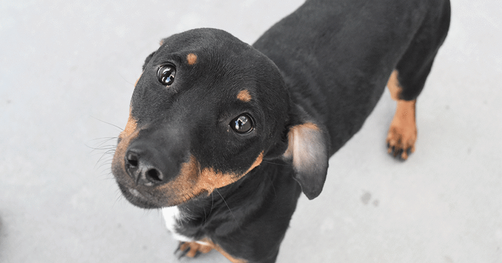 Adorable & Adoptable–Pets of the Week: Apollo, Shadow & Angel
