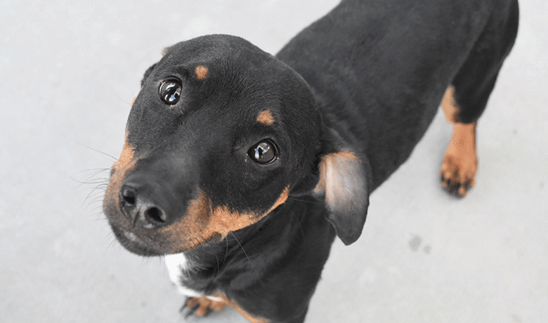 Adorable & Adoptable–Pets of the Week: Apollo, Shadow & Angel