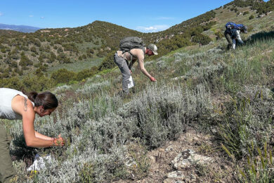 BLM Partners with Groups to Collect Seeds for Sage Grouse