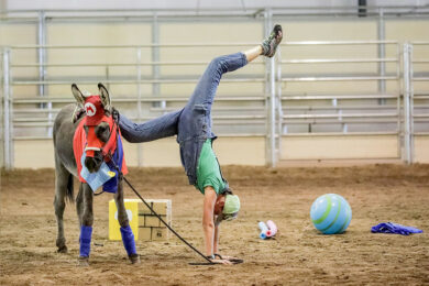 Wild Horses, Burros, and Trainers to Compete in 90-day Challenge 