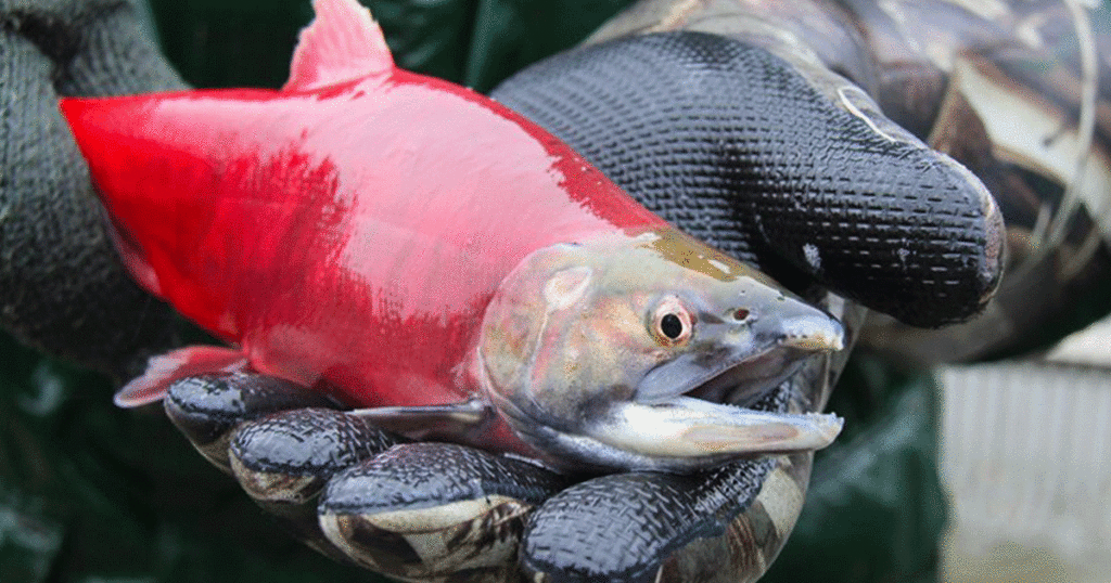 Annual Fishing Closures to Commence for Flaming Gorge Reservoir and Green River Region