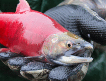 Gorge Drawdown Creates Fishery and Access Concerns, but May Provide Benefits