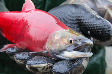 Gorge Drawdown Creates Fishery and Access Concerns, but May Provide Benefits