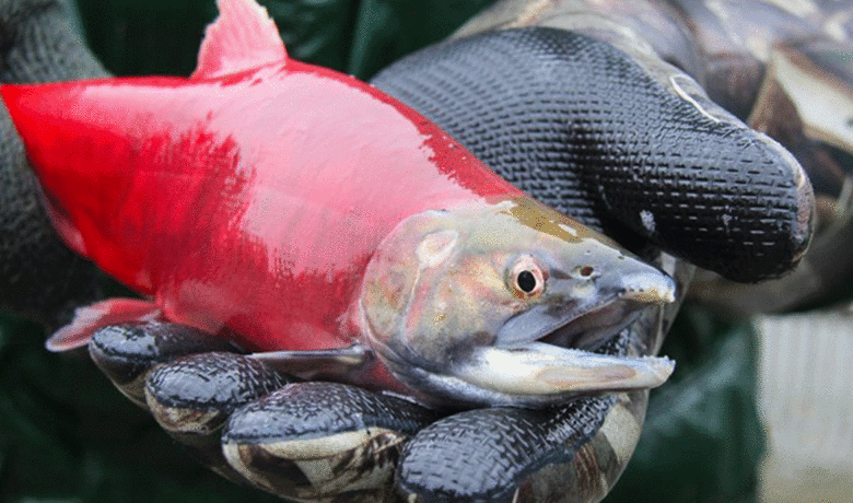 Annual Fishing Closures to Commence for Flaming Gorge Reservoir and Green River Region