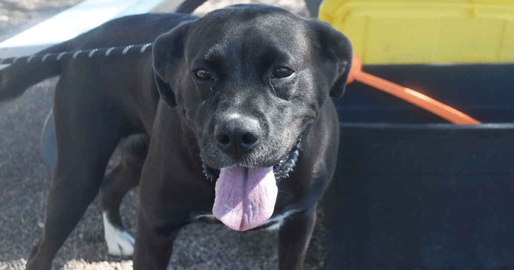 Adorable & Adoptable–Pets of the Week: Marsh, Luna & Nala