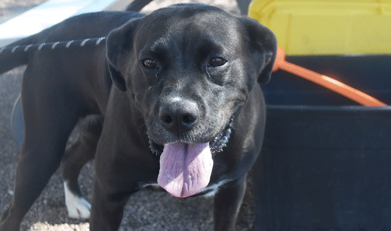 Adorable & Adoptable–Pets of the Week: Marsh, Luna & Nala
