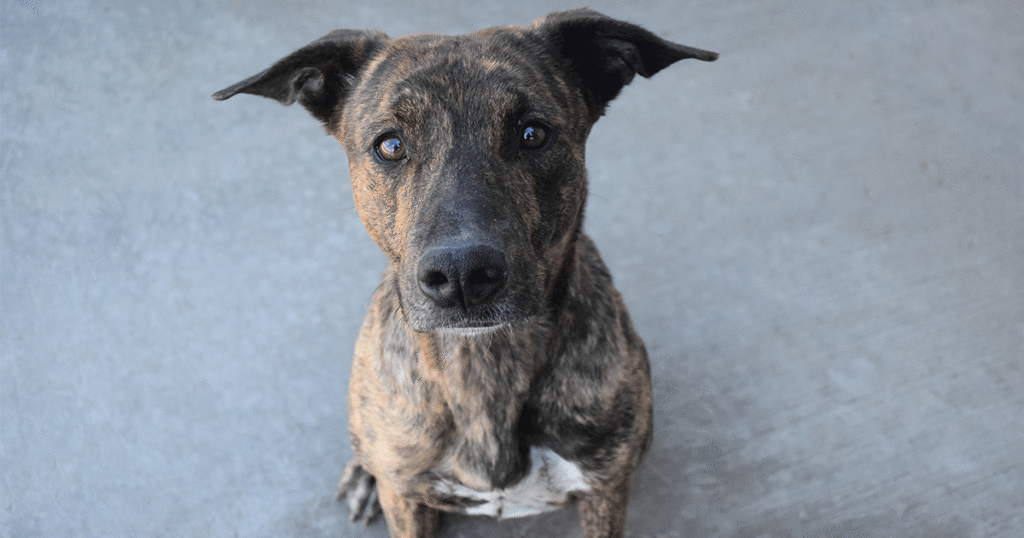 Adorable & Adoptable–Pets of the Week: Jack, Luna & Norma Jean