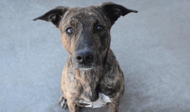 Adorable & Adoptable–Pets of the Week: Jack, Luna & Norma Jean